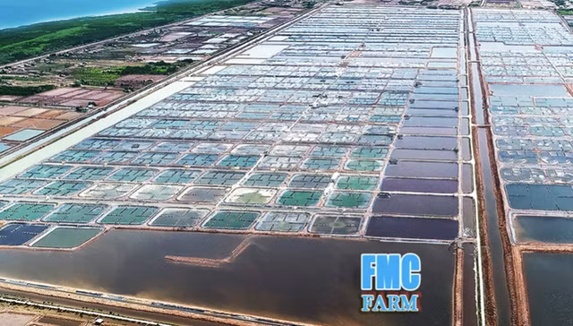 Chan nuoi CP Viet Nam chi 327 ty de nang so huu tai FMC len 24,9% von