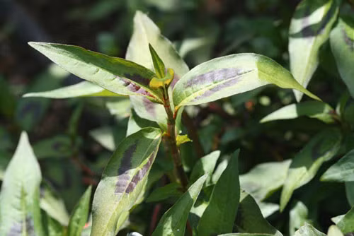 Nhung dieu it nguoi biet ve cay rau ram quen thuoc-Hinh-5