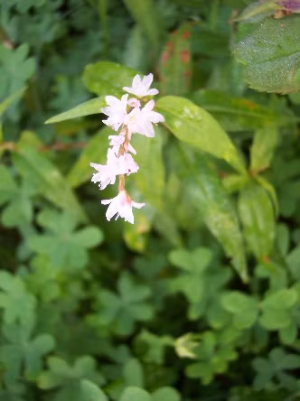 Nhung dieu it nguoi biet ve cay rau ram quen thuoc-Hinh-6