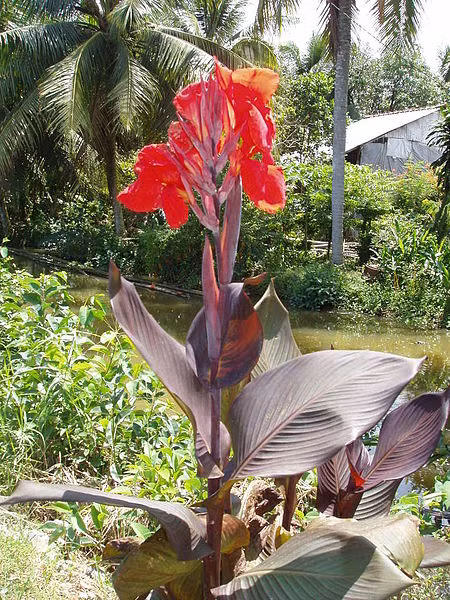 Kham pha thu vi ve cay dong rieng do