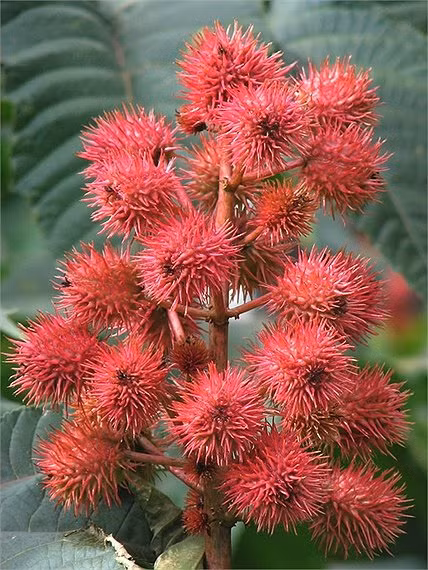 Doc to chet nguoi va kham pha bat ngo ve cay thau dau-Hinh-4