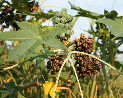 Doc to chet nguoi va kham pha bat ngo ve cay thau dau-Hinh-5