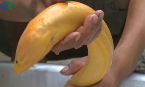 Bat duoc luon vang "khung" voi trong luong gan 1 kg