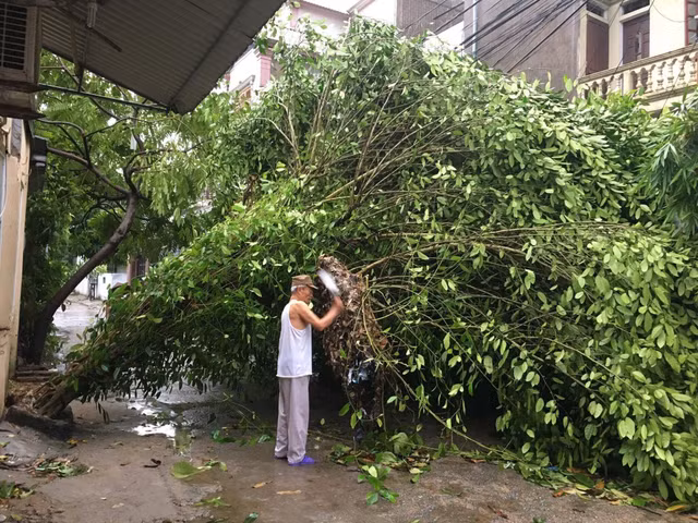 Thiet hai ban dau do bao so 2 tai Nghe An, Ha Tinh-Hinh-4