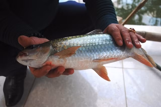 Đối với người dân tộc Tày tại Hà Giang, cá bỗng được nâng niu, quý trọng như của cải có giá trị, là vật phẩm dâng lên trời đất, tổ tiên trong những ngày lễ quan trọng. Ảnh: Ca Bong. Đối với người dân tộc Tày tại Hà Giang, cá bỗng được nâng niu, quý trọng như của cải có giá trị, là vật phẩm dâng lên trời đất, tổ tiên trong những ngày lễ quan trọng. Ảnh: Ca Bong.