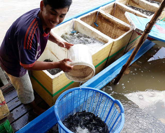 Dân vùng lũ "hốt bạc" nhờ đánh bắt đặc sản “của trời cho” - Hình 3 Dan vung lu