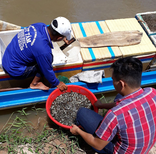 Dân vùng lũ "hốt bạc" nhờ đánh bắt đặc sản “của trời cho” - Hình 5 Dan vung lu