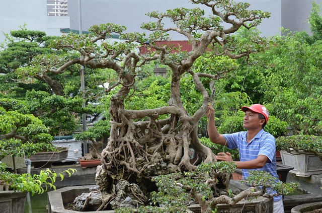 Chuyện truyền kỳ về gã đồ tể có vườn cây cảnh nhất nhì miền Bắc - Hình 4 Chuyen truyen ky ve ga do te co vuon cay canh nhat nhi mien Bac-Hinh-4