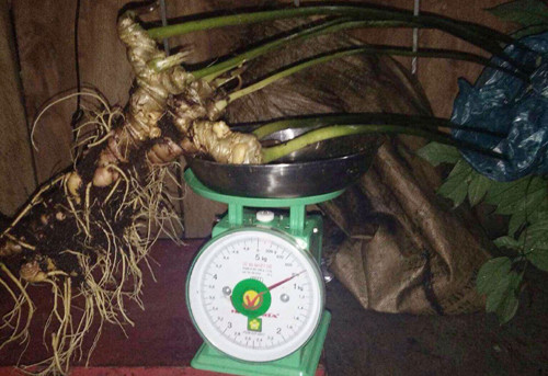 Củ sâm Ngọc Linh gần một kg. Ảnh: Vnexpress Củ sâm Ngọc Linh gần một kg. Ảnh: Vnexpress