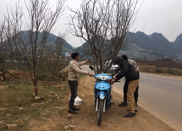 Trong thời tiết buốt giá như hiện nay, nhiều người dân TP. Sơn La vẫn ra đường chọn những cành đào rừng đẹp nhất để đón giao thừa