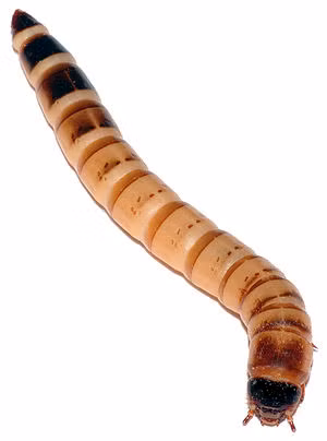 Sinh vat nho giup nguoi “nghien nat” tui nilon, chong o nhiem