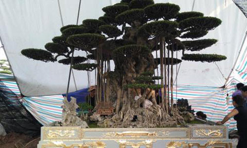 Đại gia Việt dát vàng bể cây cảnh: Không tốn mấy đâu... Dai gia Viet dat vang be cay canh: Khong ton may dau...