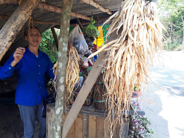 Sâm, các loại rễ cây để ngâm rượu được người dân bán tràn lan dọc tuyến QL14B huyện Nam Giang - Ảnh: LÊ TRUNG Sâm, các loại rễ cây để ngâm rượu được người dân bán tràn lan dọc tuyến QL14B huyện Nam Giang - Ảnh: LÊ TRUNG