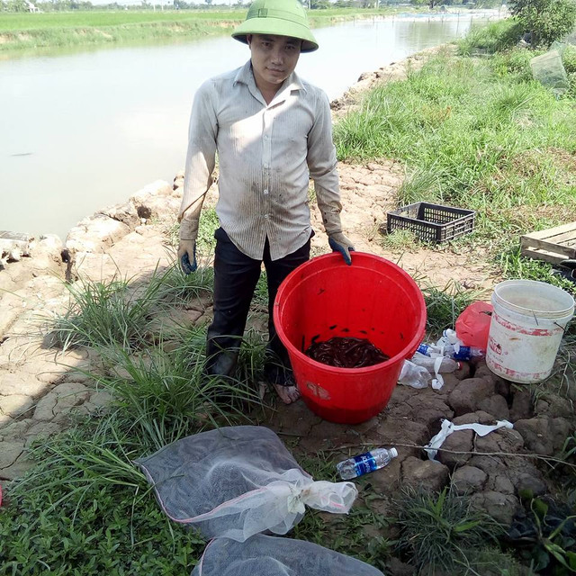 Mùa mưa, rắn bắt đầu sinh sản. Với hơn 300 con rắn đẻ, mỗi năm anh Tĩnh cũng thu được khoản thu nhập lớn. Mùa mưa, rắn bắt đầu sinh sản. Với hơn 300 con rắn đẻ, mỗi năm anh Tĩnh cũng thu được khoản thu nhập lớn.