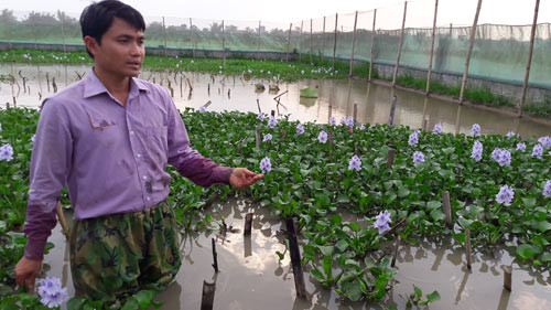 Mùa mưa là quãng thời gian rắn sinh sản khỏe nhất. Khu nuôi rắn của anh Tĩnh rộng 360m2, anh Tĩnh nuôi hơn 300 con rắn mẹ. Mùa mưa là quãng thời gian rắn sinh sản khỏe nhất. Khu nuôi rắn của anh Tĩnh rộng 360m2, anh Tĩnh nuôi hơn 300 con rắn mẹ.