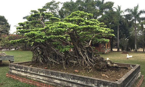 Một cây cảnh có thế đẹp hiếm có trong khuôn viên khu du lịch. Một cây cảnh có thế đẹp hiếm có trong khuôn viên khu du lịch.