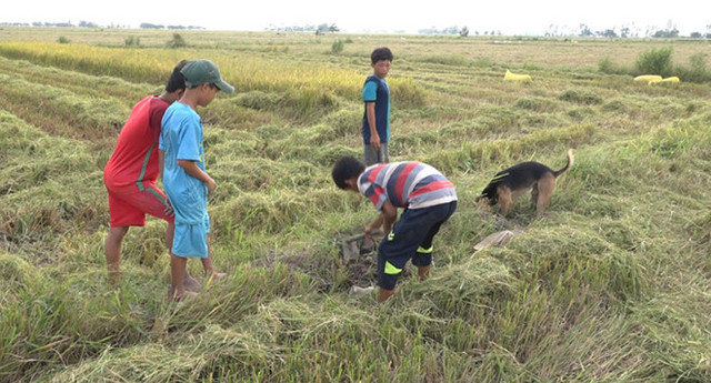 Về miền Tây mùa lũ, xem thợ săn chuột đồng hốt bạc - Hình 2 Ve mien Tay mua lu, xem tho san chuot dong hot bac-Hinh-2