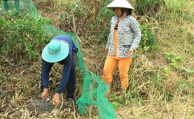 Về miền Tây mùa lũ, xem thợ săn chuột đồng hốt bạc - Hình 6 Ve mien Tay mua lu, xem tho san chuot dong hot bac-Hinh-6