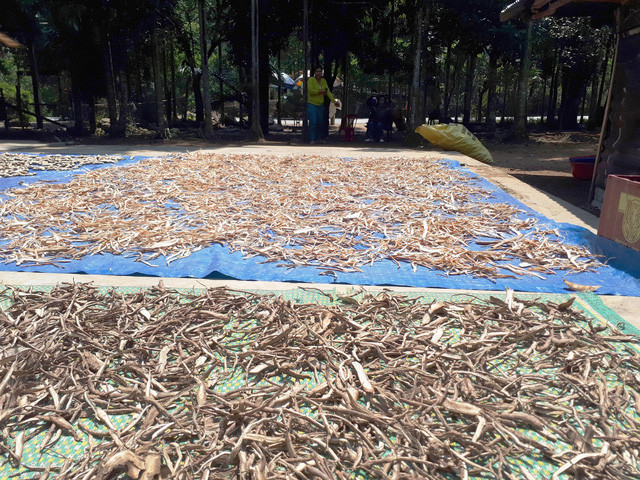 Người dân ở huyện Nam Giang lên rừng đào các loại rễ cây về phơi để bán ngâm rượu. Ảnh: LÊ TRUNG Người dân ở huyện Nam Giang lên rừng đào các loại rễ cây về phơi để bán ngâm rượu. Ảnh: LÊ TRUNG