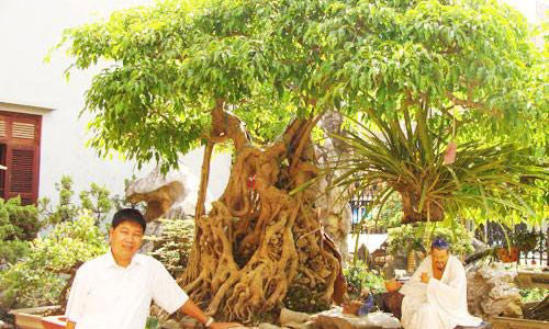 “Siêu cây” triệu đô Ông Bụt. “Siêu cây” triệu đô Ông Bụt.