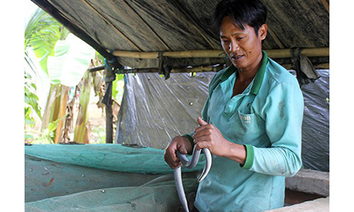 Anh nông dân kiếm bội tiền nhờ làm chuồng nuôi rắn vảy ngũ sắc Anh nong dan kiem boi tien nho lam chuong nuoi ran vay ngu sac