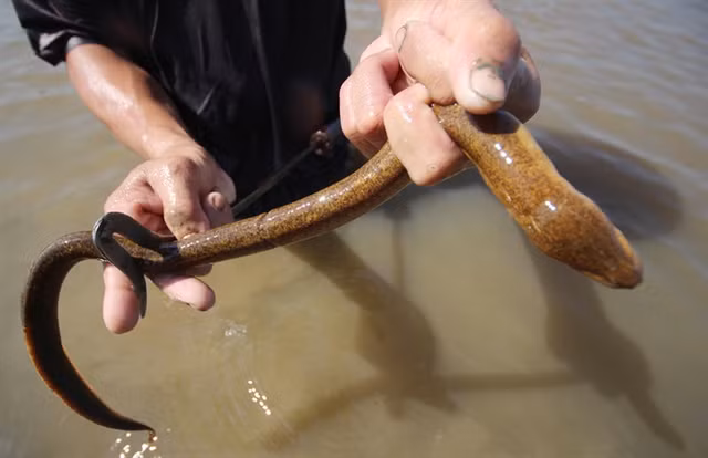 Những con lươn mắc chặt vào thanh sắt và thợ lươn dùng tay bắt chúng rất dễ dàng.