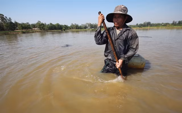 Để bắt được lươn những người thợ cào đi cào lại liên tục.