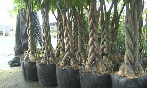 Cây kiểng hình dáng độc lạ hút khách miền Tây Cay kieng hinh dang doc la hut khach mien Tay