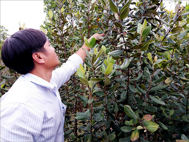 Biến đồi sim dại thành nơi...kiếm tiền rất dễ Bien doi sim dai thanh noi...kiem tien rat de