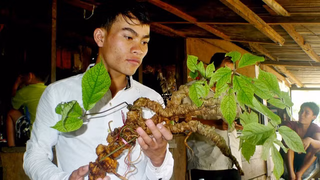 Kể cả củ sâm có giá cả tỷ này cũng bị giới chơi sâm bóc mẽ không phải từ núi Ngọc Linh.