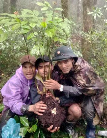 Ông Hồ Văn Giới và 2 người "thợ săn" đào được củ "sâm Ngọc Linh" hoang dã? Ông Hồ Văn Giới và 2 người "thợ săn" đào được củ "sâm Ngọc Linh" hoang dã?