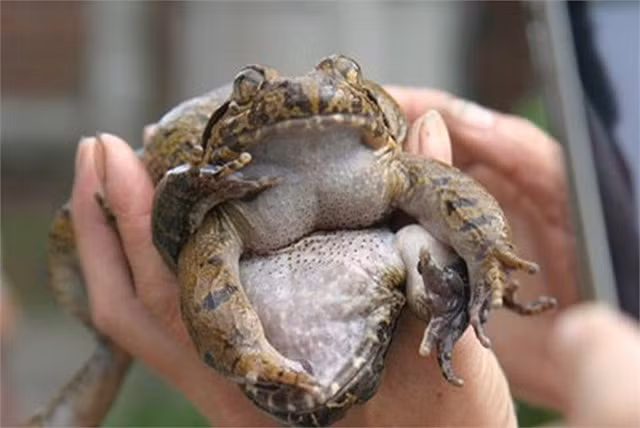 Con sot ech tien vua, than duoc phong the noi tieng xu Lang-Hinh-2