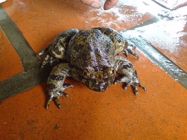 Con sot ech tien vua, than duoc phong the noi tieng xu Lang