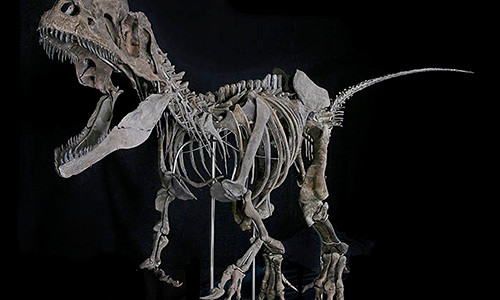 Hóa thạch khủng long – món đồ chơi đắt đỏ của giới siêu giàu Hoa thach khung long – mon do choi dat do cua gioi sieu giau