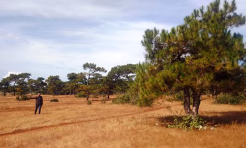 Rừng thông tuyệt đẹp ở Gia Lai sắp chuyển sang làm sân golf.