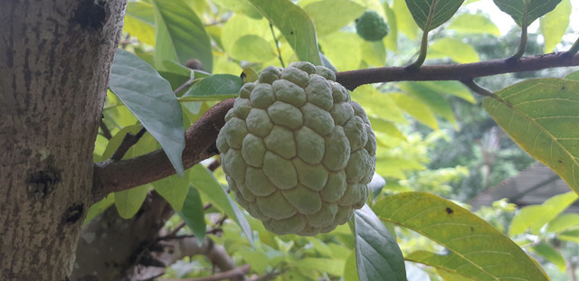 "Phù thủy" làm phép cho na Lạng Sơn ra 2 vụ 1 năm - Hình 3 Na trái vụ thu hoạch vào mùa đông vừa dễ bán lại được giá. Một kg na trái vụ có thể bán được 40-45.000đ, gần gấp đôi so với na chính vụ.
