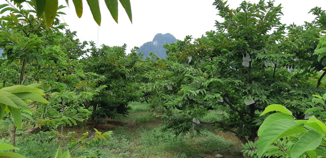 "Phù thủy" làm phép cho na Lạng Sơn ra 2 vụ 1 năm - Hình 2 Vườn na xanh mướt của ông Lét.