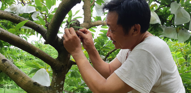 "Phù thủy" làm phép cho na Lạng Sơn ra 2 vụ 1 năm Ông Mã Anh Lét đã thành công trong việc xử lý cho na ra trái vụ.