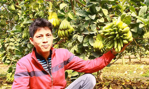 Người dân vùng Đắc Sở cho biết, do điều kiện thời tiết xấu nên năm nay trái phật thủ mất mùa, vì vậy giá của mặt hàng này sẽ cao hơn năm ngoái. Ảnh: H.L