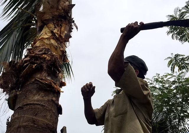 Từ xưa, dân quê Bến Tre đã xem đuông dừa là một trong những món ăn dân dã nhưng giàu dinh dưỡng. Có thể nói, nguồn gốc của món ăn này xuất phát từ Bến Tre nơi có diện tích trồng dừa lớn nhất nước. Trước kia, nguồn đuông dừa khá khan hiếm do hầu hết loại côn trùng này chỉ sống trong tự nhiên, thỉnh thoảng người dân mới bắt được và đem bán. Tuy nhiên, hiện nay nhiều người dân ở miền Tây đã tự tìm ra phương pháp nuôi đuông dừa để sẵn sàng cung cấp nguồn đuông cho các nhà hàng. Mỗi con đuông sau khi chế biến có thể bán với giá 25 ngàn đồng/ con.