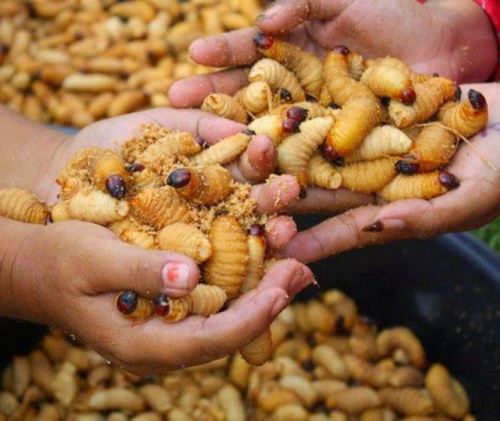 Đuông dừa bị cấm bán từ lâu nhưng nhiều người vẫn buôn bán công khai. Đuông dừa bị cấm bán từ lâu nhưng nhiều người vẫn buôn bán công khai.