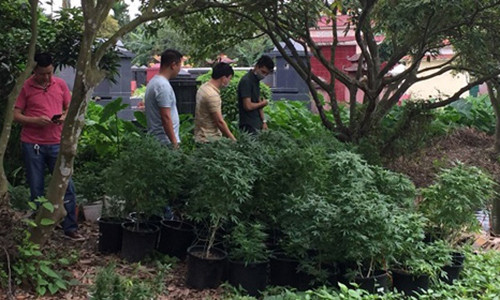 Kiểm tra, thu giữ cây cần sa được trồng trong nhà Đỗ Xuân Hiếu. Kiểm tra, thu giữ cây cần sa được trồng trong nhà Đỗ Xuân Hiếu.