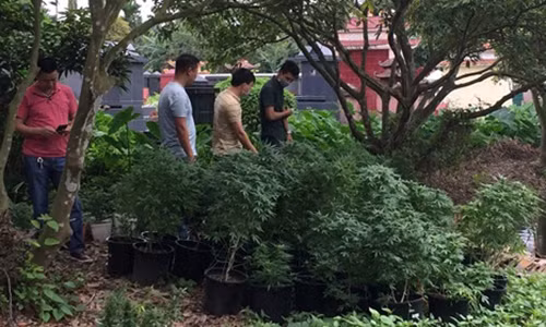 Kiểm tra, thu giữ cây cần sa được trồng trong nhà Đỗ Xuân Hiếu.