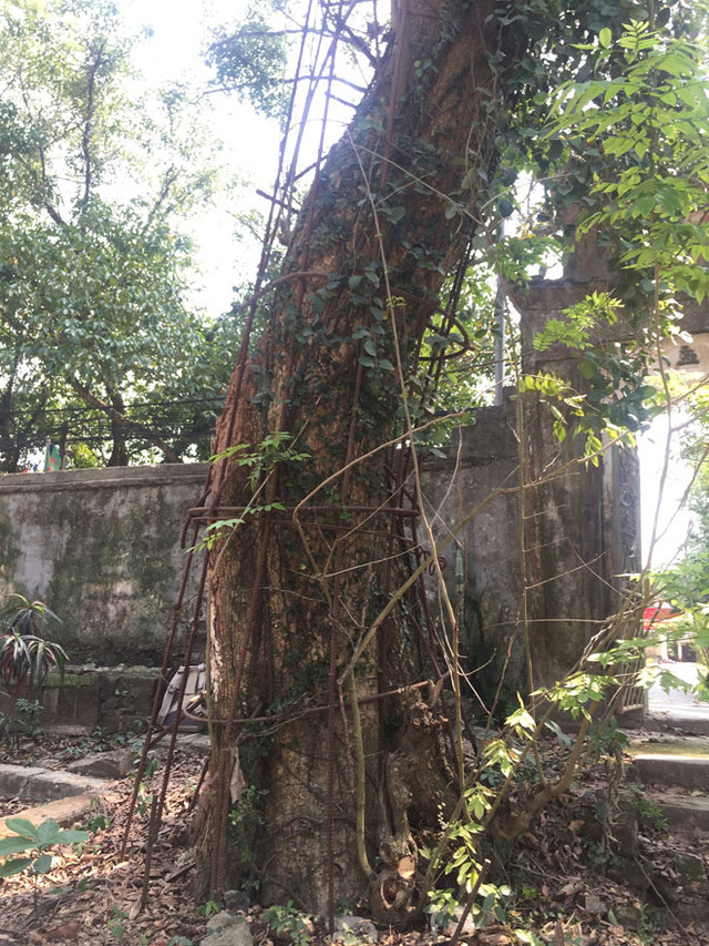 “Tổ bảo vệ đặc biệt” kể chuyện ngày đêm canh sưa 100 tỷ “To bao ve dac biet” ke chuyen ngay dem canh sua 100 ty