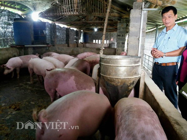 Anh Tường bên trang trại lợn của Hợp tác xã do mình làm Giám đốc ở Cấn Hữu, huyện Quốc Oai (Hà Nội).