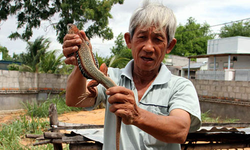 Ông Đinh Trọng Nghĩa ở thôn Hòa Thủy, xã Phước Hải thu hoạch dông bán cho thương lái với giá 450 ngàn đồng/kg. Ông Đinh Trọng Nghĩa ở thôn Hòa Thủy, xã Phước Hải thu hoạch dông bán cho thương lái với giá 450 ngàn đồng/kg.