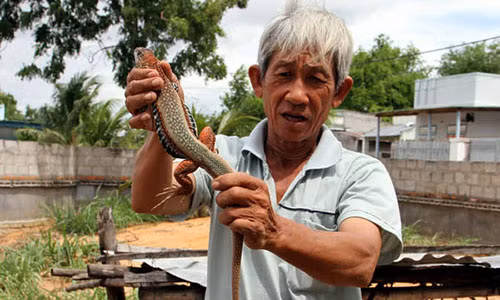 Ông Đinh Trọng Nghĩa ở thôn Hòa Thủy, xã Phước Hải thu hoạch dông bán cho thương lái với giá 450 ngàn đồng/kg.