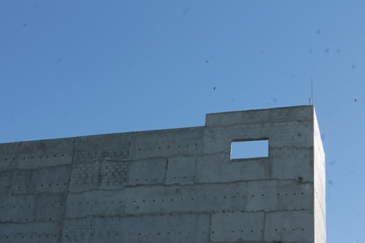 Chim yến khiến cả thành phố mất ăn, mất ngủ - Hình 2 Chim yen khien ca thanh pho mat an, mat ngu-Hinh-2