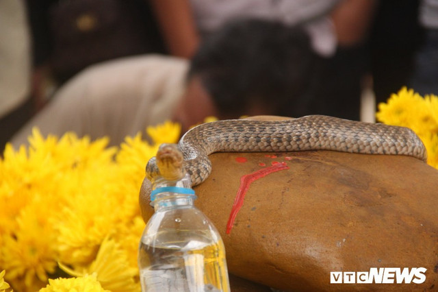 Con rắn xuất hiện trên mộ "Bà ăn mày" đã được chứng minh chỉ là loài rắn nước bình thường. (Ảnh: Hải Long)