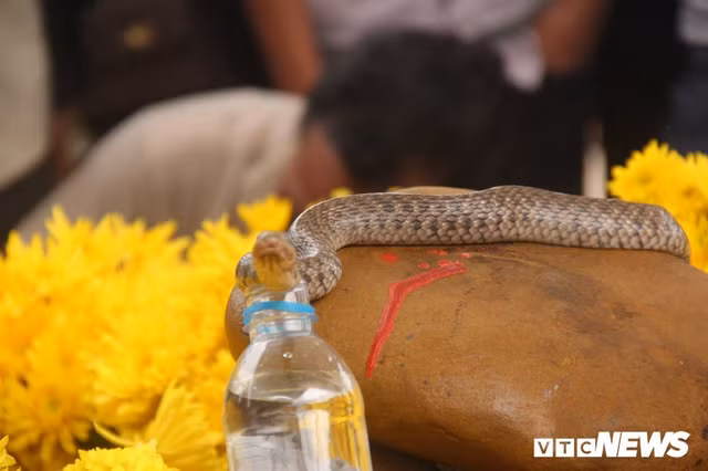 Con rắn xuất hiện trên mộ "Bà ăn mày" đã được chứng minh chỉ là loài rắn nước bình thường. (Ảnh: Hải Long)
